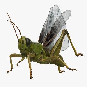 Grasshopper Rigged 3D model